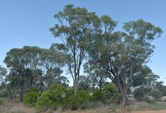 Acacia cambagei