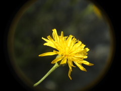 Hieracium virgultorum
