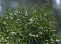 Eremophila mitchellii