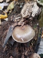Pluteus hongoi