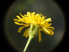 Hieracium virgultorum
