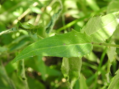 Hieracium virgultorum