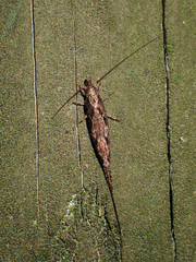 Nesomachilis
