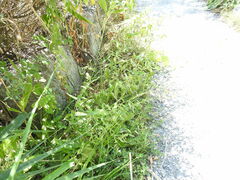 Hieracium virgultorum