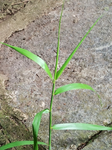 Flagellaria indica iNat (2)