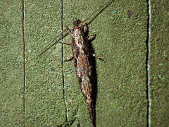 Nesomachilis