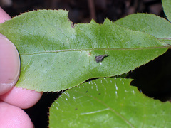 Stephanorhynchus crassus