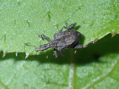 Stephanorhynchus crassus