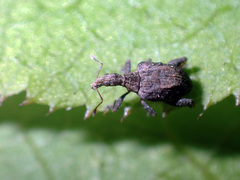 Stephanorhynchus crassus