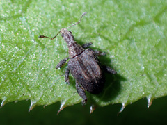 Stephanorhynchus crassus