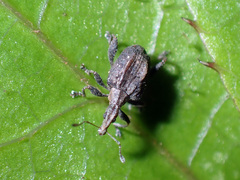 Stephanorhynchus crassus