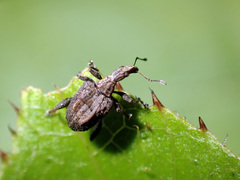 Stephanorhynchus crassus