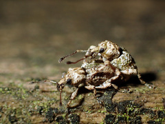 Brachyolus punctatus