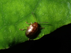 Eucolaspis