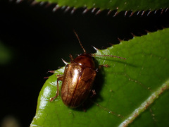 Eucolaspis