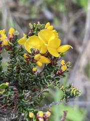 Bossiaea foliosa