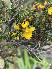 Bossiaea foliosa