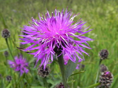 Centaurea ambigua