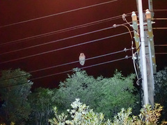 Ninox novaeseelandiae