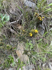Bossiaea foliosa