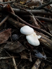 Cuphophyllus angustifolius