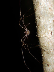 Forsteropsalis inconstans