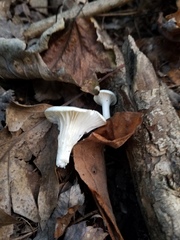 Cuphophyllus angustifolius