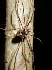 Forsteropsalis inconstans