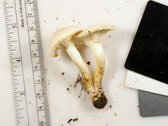 Cuphophyllus angustifolius