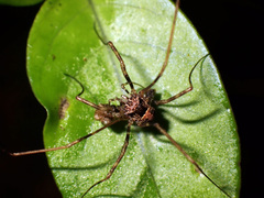 Forsteropsalis inconstans