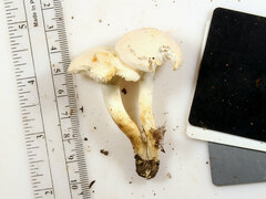 Cuphophyllus angustifolius