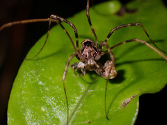 Forsteropsalis inconstans