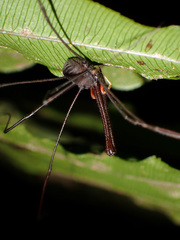 Enantiobuninae