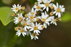 Olearia arborescens