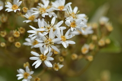 Olearia arborescens