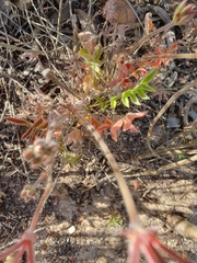 Pelargonium pinnatum