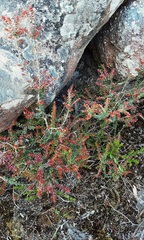 Epacris reclinata