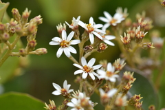 Olearia arborescens