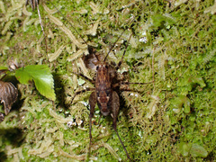 Pleioplectron hudsoni