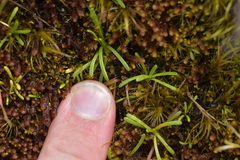Abrotanella caespitosa