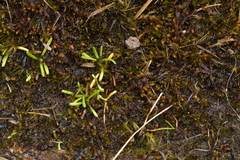 Abrotanella caespitosa