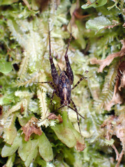 Macropathinae