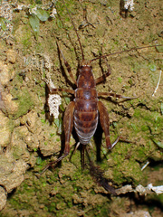 Macropathinae