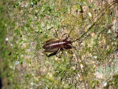 Hemiandrus pallitarsis