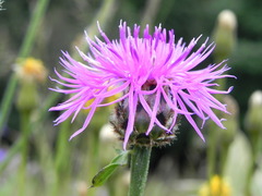 Centaurea ambigua