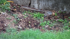 Serinus canaria