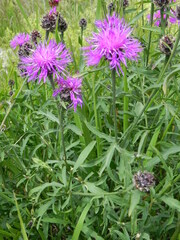 Centaurea ambigua