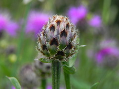 Centaurea ambigua