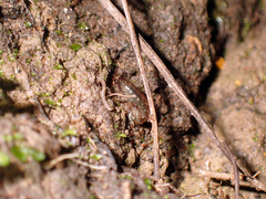 Arcitalitrus sylvaticus