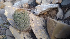 Coryphantha erecta